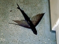 Flying Fish