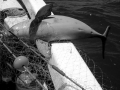 Franciscana Dolphin
