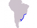 Franciscana Dolphin