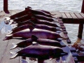 Franciscana Dolphin