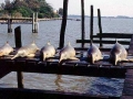 Franciscana Dolphin