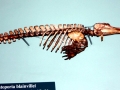 Franciscana Dolphin