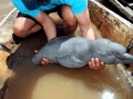 Franciscana Dolphin