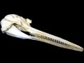 Franciscana Dolphin