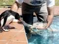 Franciscana Dolphin