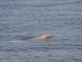 Franciscana Dolphin