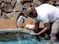 Franciscana Dolphin
