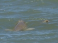 Franciscana Dolphin