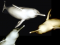 Franciscana Dolphin