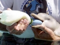 Franciscana Dolphin
