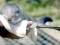 Franciscana Dolphin