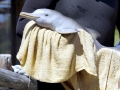 Franciscana Dolphin