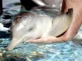 Franciscana Dolphin
