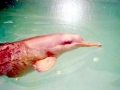 Franciscana Dolphin