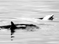 Franciscana Dolphin