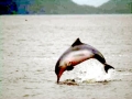 Franciscana Dolphin