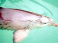 Franciscana Dolphin