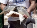 Franciscana Dolphin