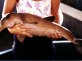 Franciscana Dolphin