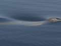 Franciscana Dolphin
