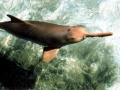 Franciscana Dolphin