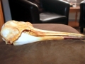 Franciscana Dolphin