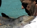 Franciscana Dolphin