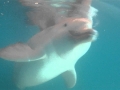 Franciscana Dolphin