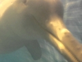 Franciscana Dolphin
