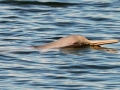 Franciscana Dolphin