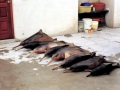 Franciscana Dolphin