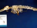 Franciscana Dolphin