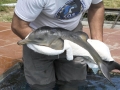 Franciscana Dolphin