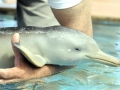 Franciscana Dolphin