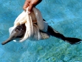 Franciscana Dolphin