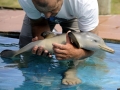 Franciscana Dolphin