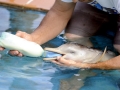 Franciscana Dolphin