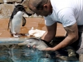 Franciscana Dolphin