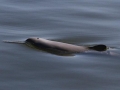 Franciscana Dolphin