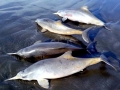Franciscana Dolphin