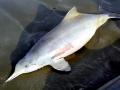 Franciscana Dolphin