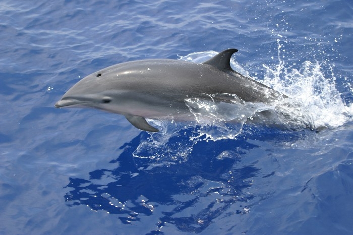 Fraser's Dolphin