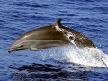Fraser's Dolphin