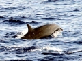 Fraser's Dolphin