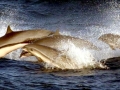 Fraser's Dolphin