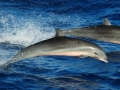 Fraser's Dolphin
