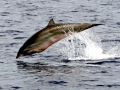 Fraser's Dolphin
