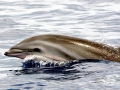 Fraser's Dolphin