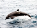 Fraser's Dolphin
