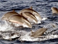 Fraser's Dolphin